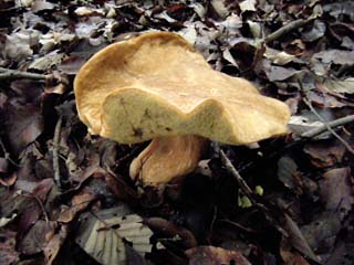 ymdrtkmdk2015 (11).JPG
