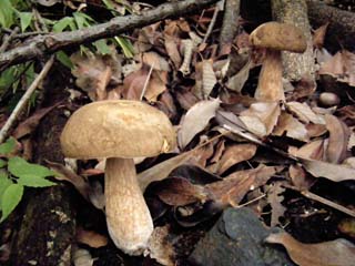 ymdrtkmdk2015 (14).JPG