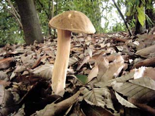 ymdrtkmdk2015 (15).JPG