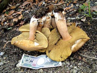ymdrtkmdk2015 (20).JPG