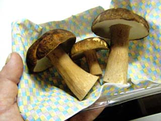 ymdrtkmdk2015 (21).JPG