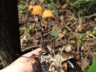hana-harigane (23).JPG