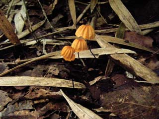 hana-harigane (44).JPG