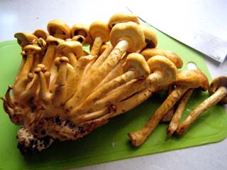 oowarai2015 (2).JPG