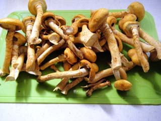 oowarai2015 (3).JPG
