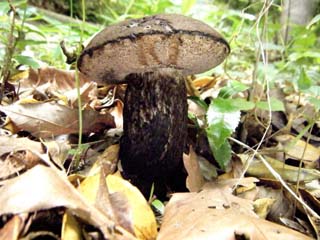 mkwkramasigc (2).JPG
