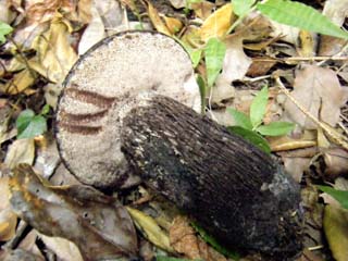 mkwkramasigc (3).JPG