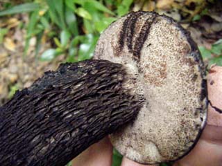 mkwkramasigc (4).JPG