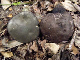 mkwkramasigc (8).JPG