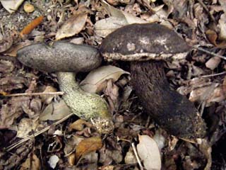 mkwkramasigc (9).JPG