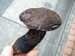 mkwkramasigc (12).JPG