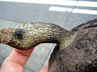 mkwkramasigc (13).JPG
