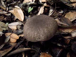 mkwkramasigc (14).JPG