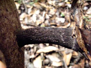 mkwkramasigc (16).JPG