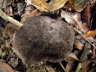 mkwkramasigc (18).JPG
