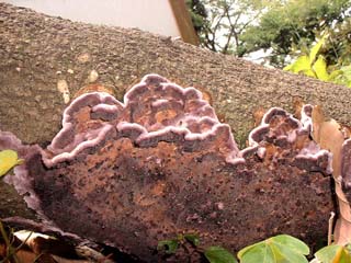kamiuroko (1).JPG