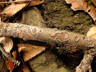 kamiuroko (2).JPG