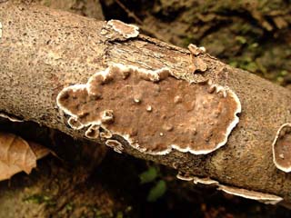 kamiuroko (3).JPG