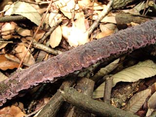 kamiuroko (4).JPG