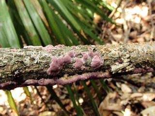 kamiuroko (6).JPG