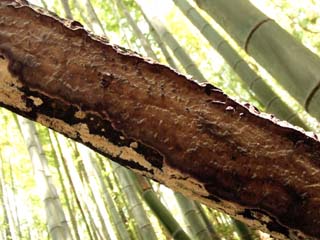 kamiuroko (7).JPG