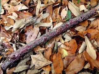 kamiuroko (9).JPG