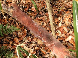 kamiuroko (11).JPG