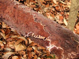 kamiuroko (12).JPG