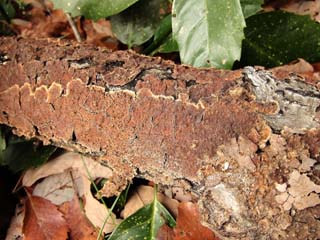 kamiuroko (13).JPG