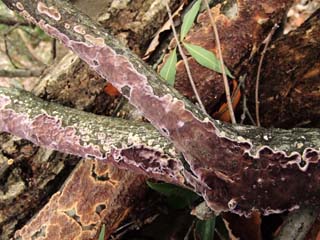 kamiuroko (14).JPG