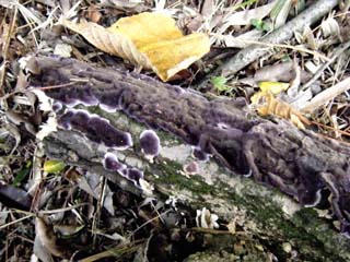 kamiuroko (16).JPG