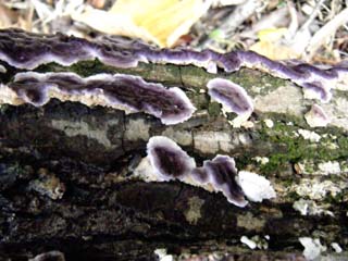 kamiuroko (17).JPG