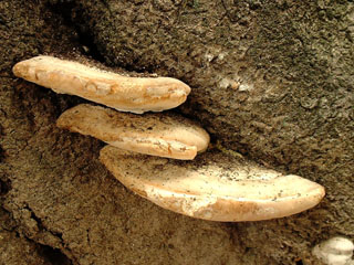 kujiratake (1).JPG