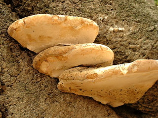 kujiratake (2).JPG