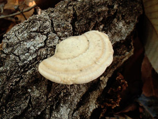 kujiratake (3).JPG