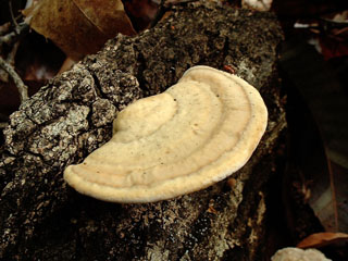 kujiratake (4).JPG