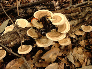 kujiratake (5).JPG