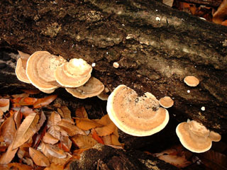 kujiratake (6).JPG