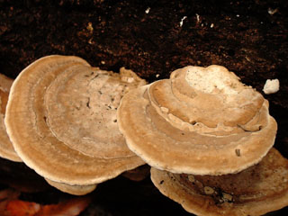 kujiratake (7).JPG