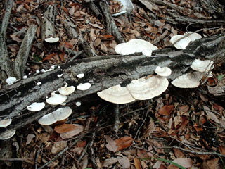 kujiratake (8).JPG
