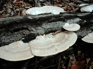kujiratake (9).JPG