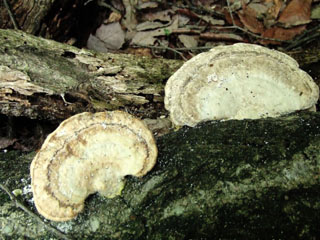 kujiratake (10).JPG
