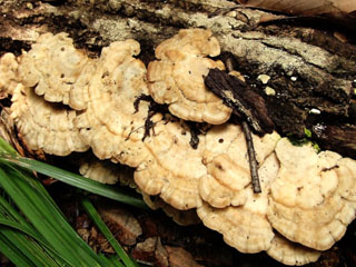 kujiratake (11).JPG