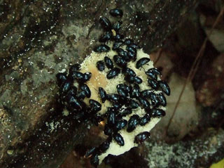 kujiratake (12).JPG