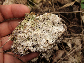kujiratake (14).JPG