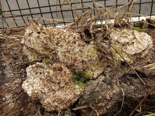 kujiratake (15).JPG