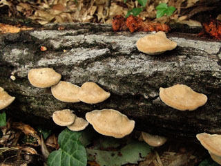 kujiratake (18).JPG