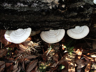 kujiratake (19).JPG