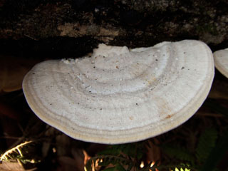 kujiratake (20).JPG