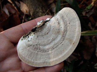 kujiratake (21).JPG